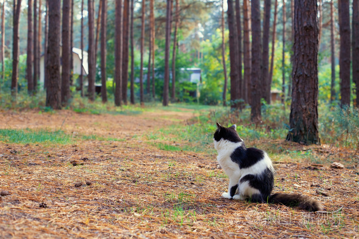 在森林里的猫