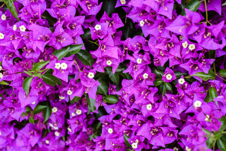 花园里的许多紫色花朵