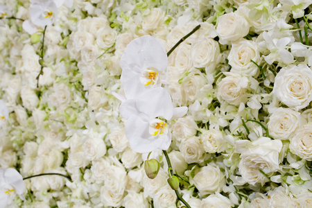 白花盛开鲜花背景