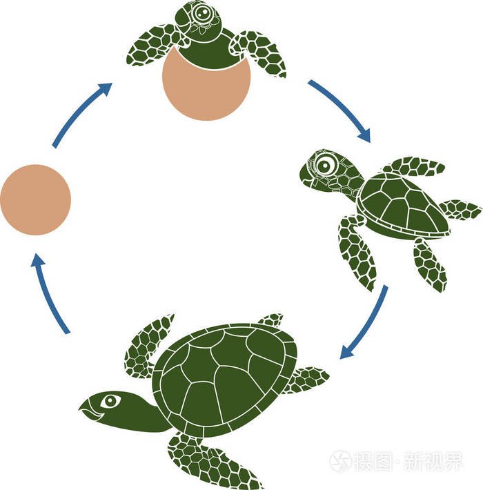 海龟的生命周期.龟从卵到成年动物的发育阶段序列