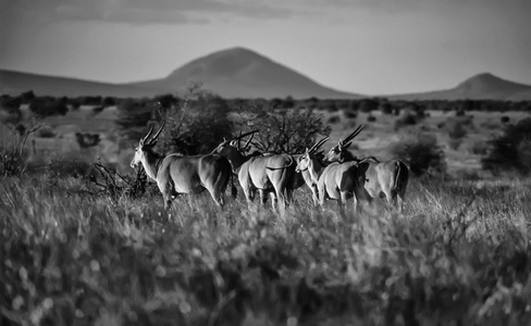 肯尼亚，台达山国家公园 羚羊