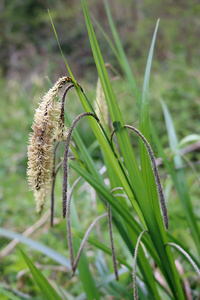 边缘 carex 植物与雄花和雌花在春天林地与模糊的树和植被的背景