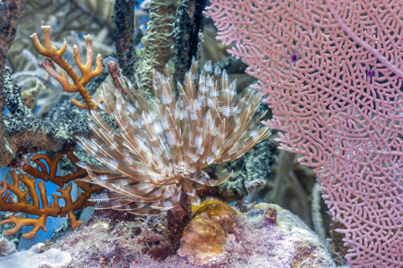 Carbiiean 海 Sabellastarte 姜 Margnificent 羽毛除尘器蠕虫的珊瑚礁