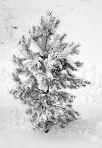 雪中的树木, 冬日的风景