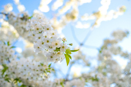 盛开的树的枝条。白花中的樱桃树。模糊的背景