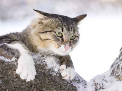 蓬松的猫坐在一根树枝在冬天