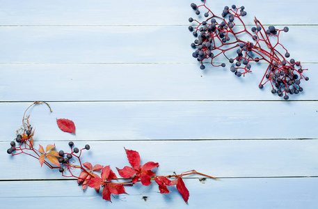 红色秋天叶子和狂放的葡萄在蓝色木质背景桌上部看法, 拷贝 spac
