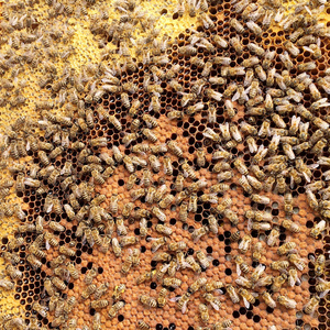 背景六角纹理, 蜡蜂窝从一个蜂蜂巢充满金色蜂蜜。蜂窝状宏摄影, 由蜂巢中的蜂蜡黄色甜蜂蜜组成。蜜蜂蜂蜜花蜜蜂窝