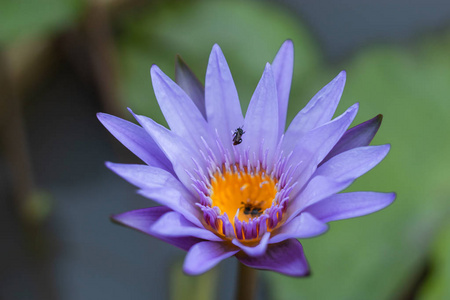 花园里的紫莲花花