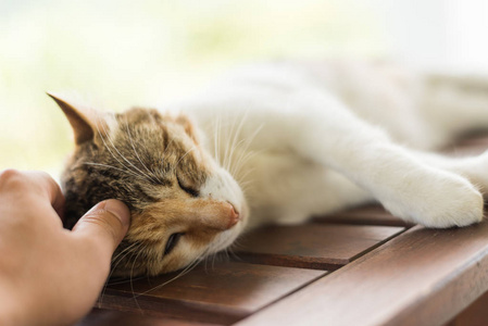 触摸睡猫躺在木桌上的户外