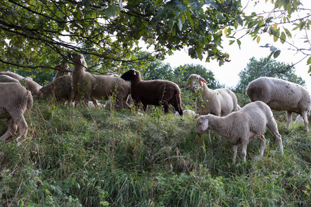 在德国南部靠近斯图加特的8月夏季, 你会看到羊, 那里有新鲜的绿草和一些有羊吃树叶的树