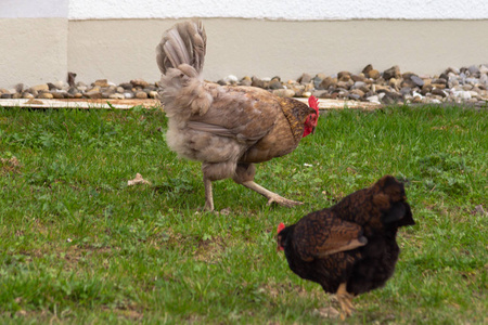 鸡在草坪上, 在东部春天快乐的花园时间在德国南部阳光明媚的日子