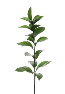 白色背景上有新鲜绿叶的 Ruscus 枝