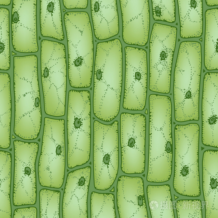 植物细胞 pattern2