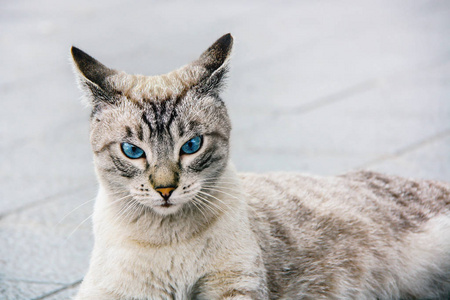 蓝眼睛的虎猫的肖像
