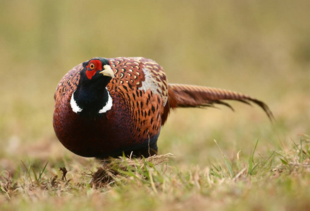 美丽的 Ringneck 野鸡