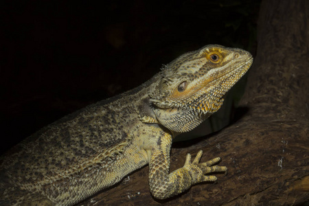 普通澳大利亚蜥, 中央胡须龙, Pogona vitticeps