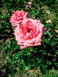 花粉红玫瑰美丽花园大尺寸