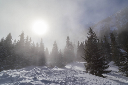 冬天的风景在山上, 与新鲜的雪和杉木森林, 在一个明亮的阳光明媚的一天