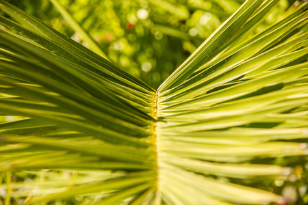 棕榈叶具有绿色背景的细节
