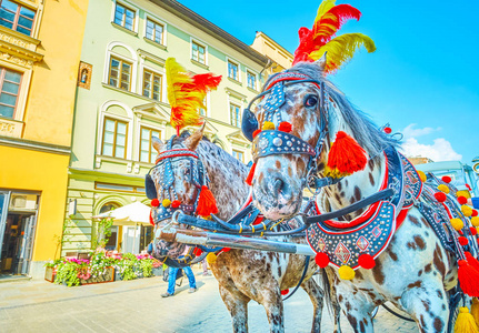 用五颜六色的羽毛和 pom, 在波兰克拉科夫装饰的一对被驾驭的马