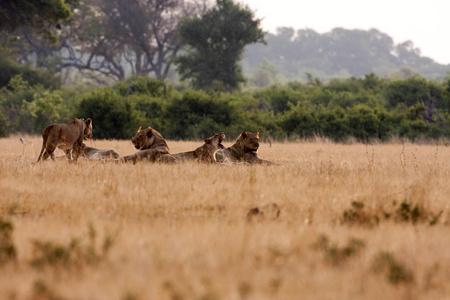 西南非洲狮, 虎利奥 bleyenberghi, 休息, 万盖国家公园, 津巴布韦
