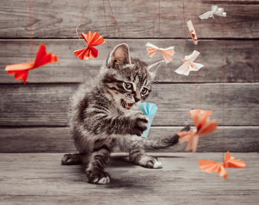 小猫玩纸蝴蝶结