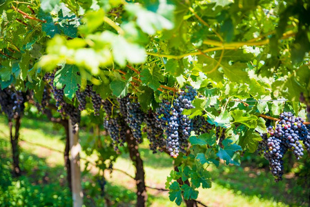 意大利葡萄种植园上的黑葡萄酒葡萄。意大利北部的葡萄园种植园