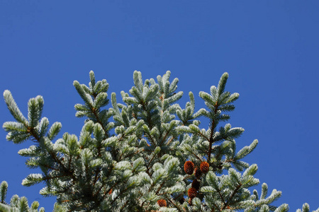 蓝色背景上的云杉的一根分支。圣诞节的美丽背景