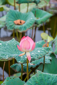 自然池塘中的粉红色莲花花