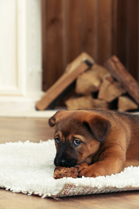 可爱的小狗躺在房间里的壁炉旁的地毯上