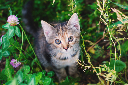 可爱的小猫在绿色的草丛中玩耍