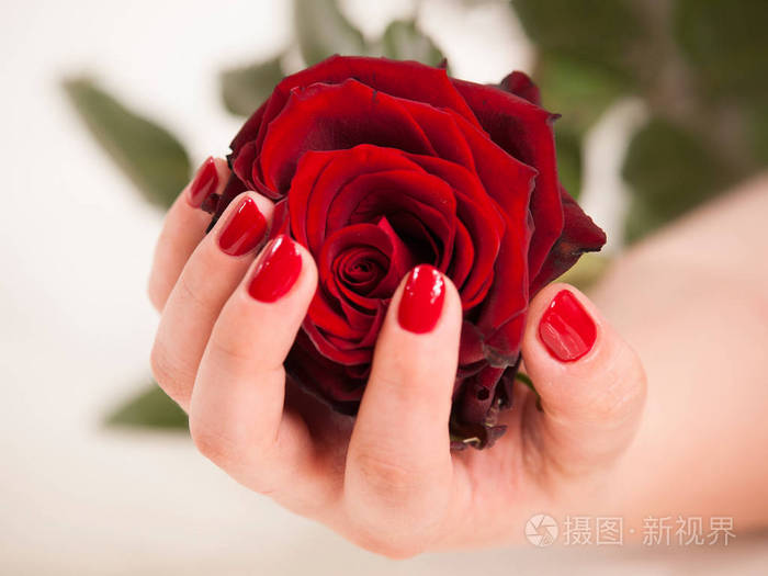 女人红指甲手执玫瑰花朵照片-正版商用图片09t2ay-摄