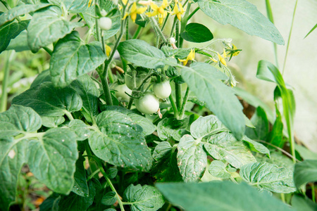 轻松的资深女士在她的花园里种植蔬菜