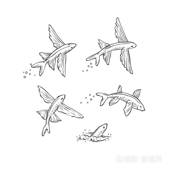 矢量集飞鱼跳潜游.