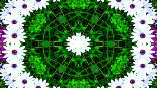 抽象多彩花卉植物区系概念对称图案观赏装饰万花筒运动几何圈和星形