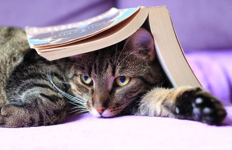 读一本书的虎斑猫