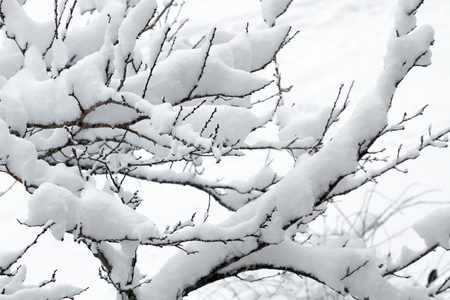 洁白的雪花在树枝上