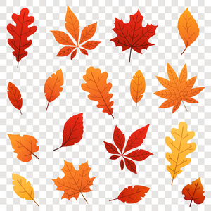 五颜六色的秋天落叶在透明的背景下被隔绝。矢量插图