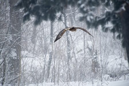冬季景观与飞行的鸟的猎物