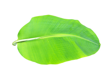 绿色的香蕉叶子, 绿色的热带叶子纹理在文件的白色背景下与修剪路径隔离