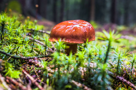 湿单褐色森林湾 bolete 蘑菇在雨中被树围成的苔藓和草丛中