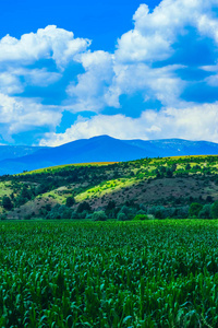 一个玉米场, 山上的风景背景