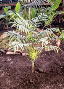 绿色热带植物, 森林背景