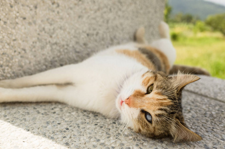 小猫睡在一个滑稽的姿势在外面