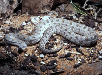 稀有亚种黎凡特毒蛇, Macrovipera lebetina tyranida