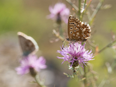 chalkhill 蓝 Polyommatus coridon 蝶坐在盛开的花朵上喂养