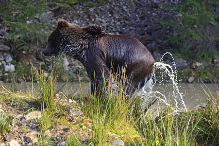 棕色的熊，在它们的自然栖息地