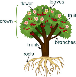 部分植物。樱桃树的根系花卉果实和标题的形态学研究