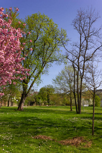 parktrees 的五颜六色的花朵在德国南部的春天的蓝天假日幸运和幸福和温暖的阳光